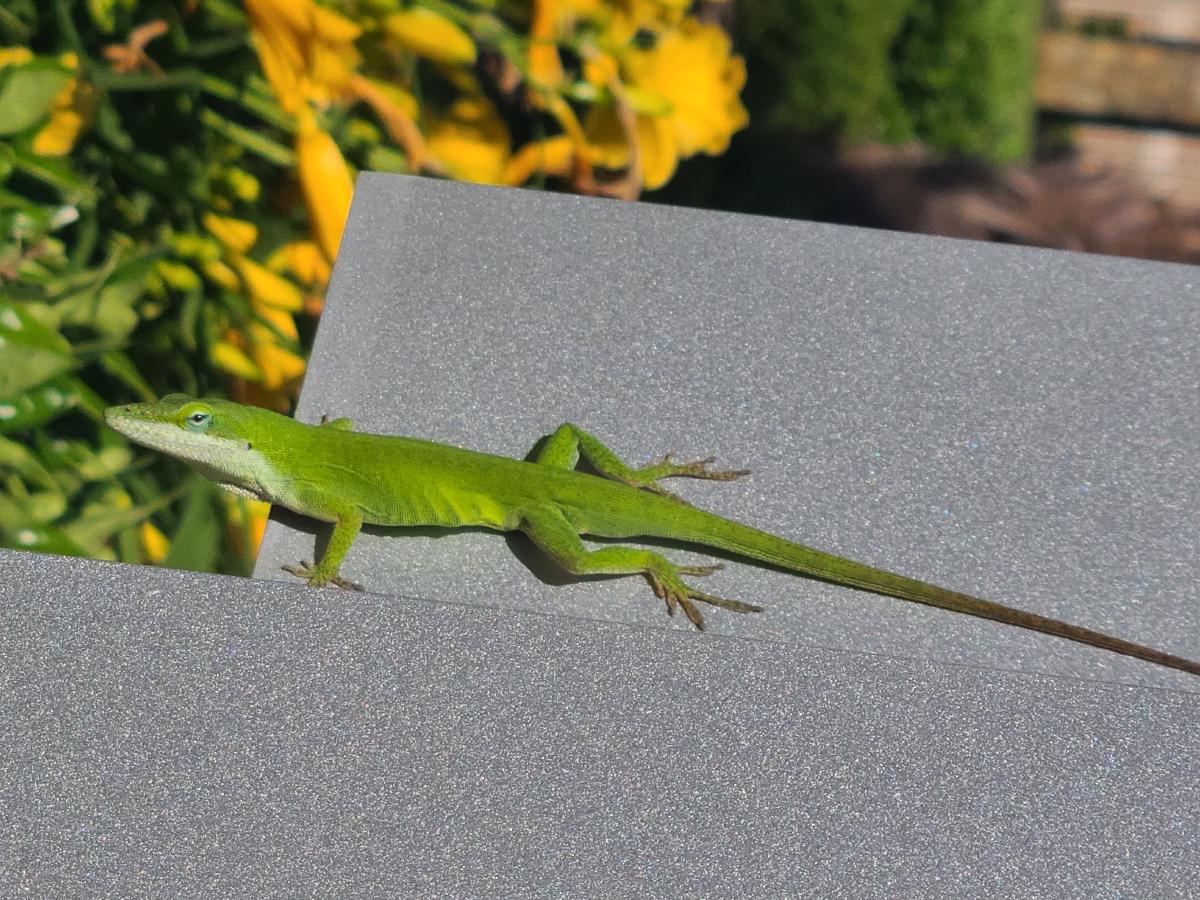 Resistance Band Workouts